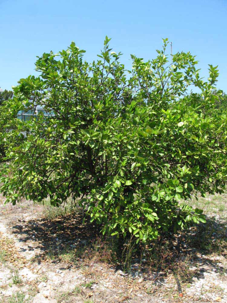            Habit (Winter Haven, FL)   